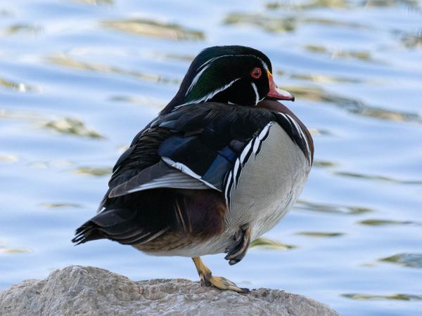 <h3><a href="/trips/Tucson_2023/biota/animalia/chordata/aves/007 anseriformes/003 anatidae/aix sponsa/aix sponsa-nl.html">Aix&nbsp;sponsa</a> / Wood&nbsp;duck / Carolina‑eend</h3>OM-1 met OLYMPUS M.300mm F4.0, 1/2000 sec  bij F6.3, ISO 6400, afstand 6.34&nbsp;m